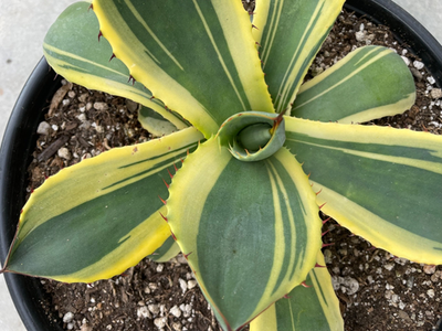 beautiful & large Agave Parryi Truncata, extra variegated 