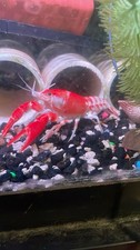 2Live fireball ghost Crayfish With Pink sakura genes different sizes available