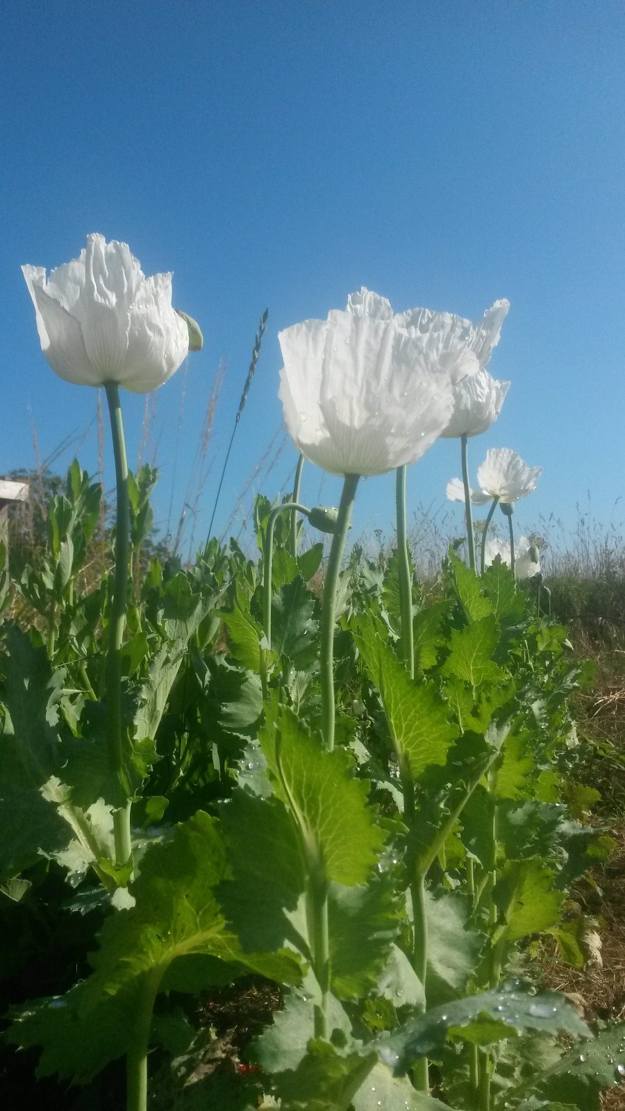 Graine de Pavot géant blanc de Perse Papaver somniferum album sachet de 10g pour jardin