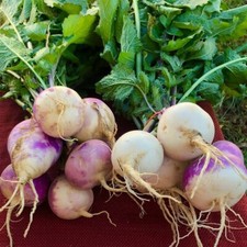 Purple Top White Globe Turnip Seed – NON-GMO Brassica Cover Crop & Food Plot