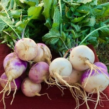 Purple Top White Globe Turnip Seeds Cover Crop Forage Brassica Food Plot Non-GMO