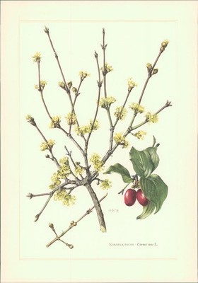 Kunstdruck - Offsetdruck. Kornelkirsche - Cornus mas L. Claus Caspari. Farboffse