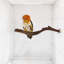 Tree branches, standing poles, natural wood, parrot supplies, toys