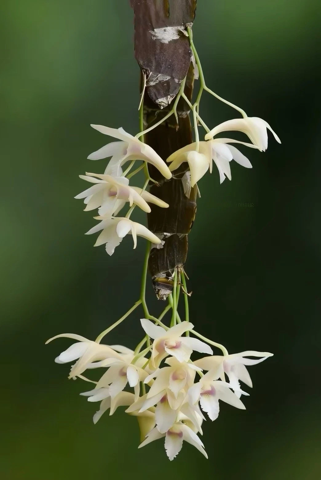 Dendrobium platygastrium Rare Species Orchid Established Blooming Size Plant
Opens in a new window o