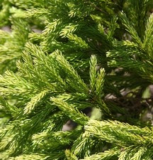 Japanische Sicheltanne Globosa Nana 30-40cm - Cryptomeria japonica