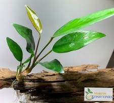 BUY 2 GET 1 FREE Anubias Frazeri Anubias Aquatic Plants Live Aquarium Plants