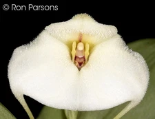FLASK: Masdevallia andreettana SPARKLING WHITE, MINIATURE orchid species