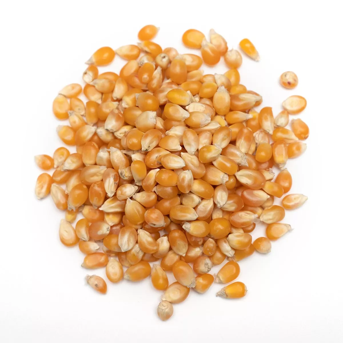 Organic Popping Corn Popcorn Kernels 10kg Forest Whole Foods