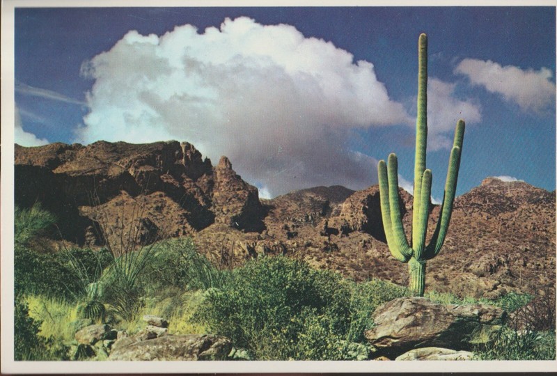 Arizona Desert Cactus and Mountains Vintage Postcard Continental