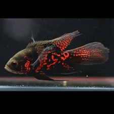 Longfin Tiger Oscar &ndash; 2" Live Freshwater Aquarium Fish &ndash; Vibrant and Hardy Cichl