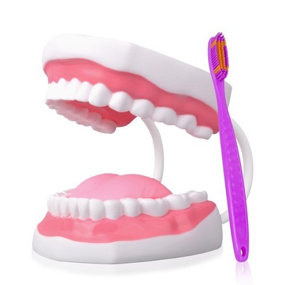 Mouth Model White Hinge for Speech Therapy, Ideal Brushing Teaching Dental Te...