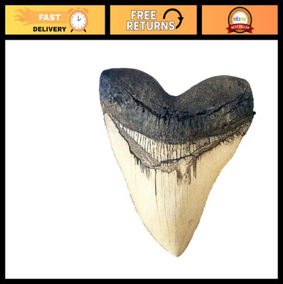 Giant Megalodon Shark Tooth Fossil - Authentic Collectible, Natural History Gift