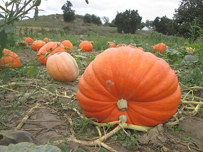 25 SEED GIANT PUMPKIN PATCH SEED COLLECTION ~THREE TYPES! ~2026 ~heirloomseedguy