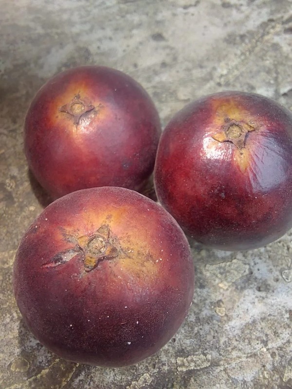 Plinia spiritosantensis "Red Pearl" Jaboticaba