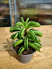 Peperomia Ferreyrae 'Happy Bean' succulent plant in 6cm pot