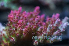 ReefNation  Coral Frag SPS Zoa LPS Paly Polyps