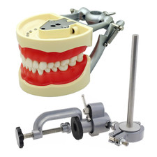 Kilgore Nissin 200 Dental Typodont Model Mounting Pole 32pcs Removable Teeth