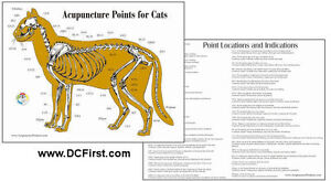 Free Equine Acupuncture Chart