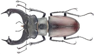 Lucanus Cervus | eBay