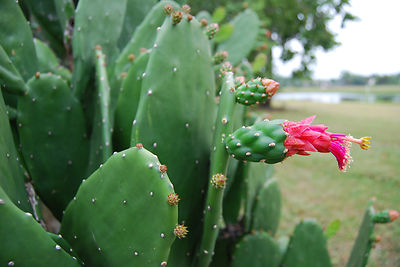 Prickly Pear Opuntia Cactus - Rooted Plant + Edible Nopal & Fruit Medicinal  Use | eBay