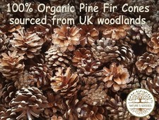Organic UK Wood Pine Fir Cones Pet Chew Toy Rabbit Guinea Pig Rat Hamster Gerbil