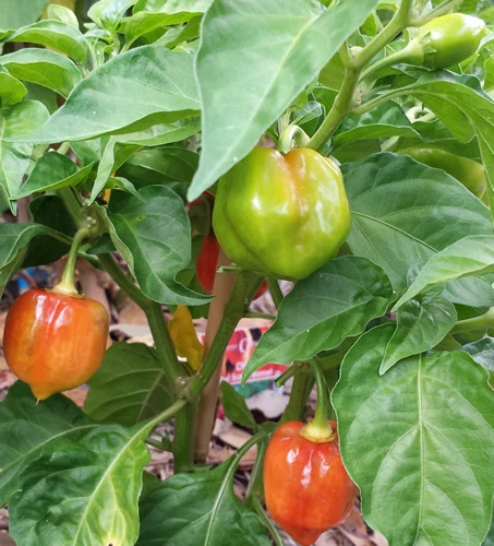 Scotch Bonnet Red Chilli - A Chilli that is Widely Called "Ball of Fire"! - Picture 5 of 5