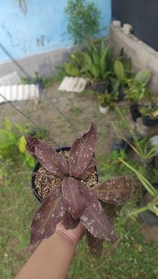 Real Picture Hoya Undulata Red Splash Wavy Leaves Sp Borneo