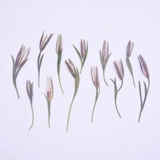 12PCS Real Pressed Dried flower, bud flower with stem leaves for art,craft FCD49