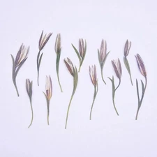 12PCS Real Pressed Dried flower, bud flower with stem leaves for art,craft FCD49