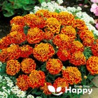 FRENCH MARIGOLD - HONEYCOMB - 350 SEEDS - DOUBLE BICOLORED ORANGE AND RED FLOWER