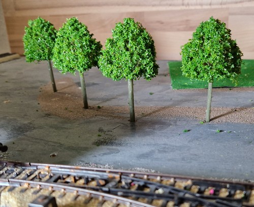 20 Medium Green Deciduous Trees, 95 mm, 9.5 cm High - Picture 6 of 22