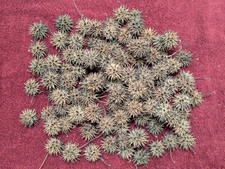 Lot of over 100 Sweet Gum Tree Liquidambar Spiked Ball Pods Witch's Burrs