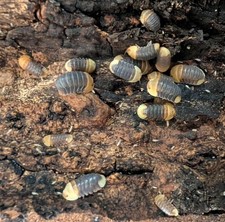 10 - Rubber Ducky Isopods Free Shipping 