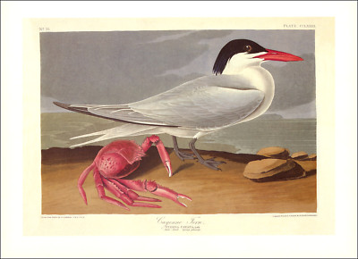 1997 Vintage Print Royal Cayenne Tern Sea Bird Beach Crab Illustration Audubon