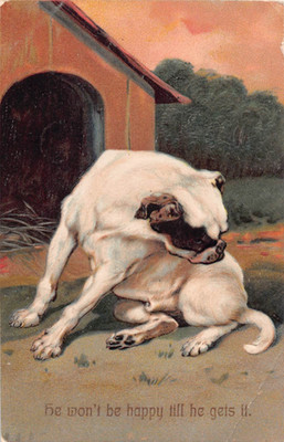 1910 PFB PC-Pitbull by Doghouse Trying to Reach his Tail-Won't Be Happy Till He