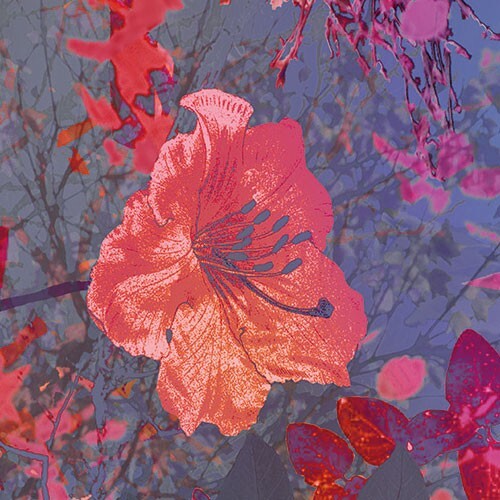 Floral Tapete mit Kleber Rosa Lila Rot Fototapete 254 x 184 cm Schlafzimmer - Bild 4 von 7