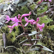 Epidendrum quisayanum blooming size miniature orchid species