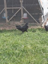 6  Ayam Cemani Fresh fertile hatching eggs 