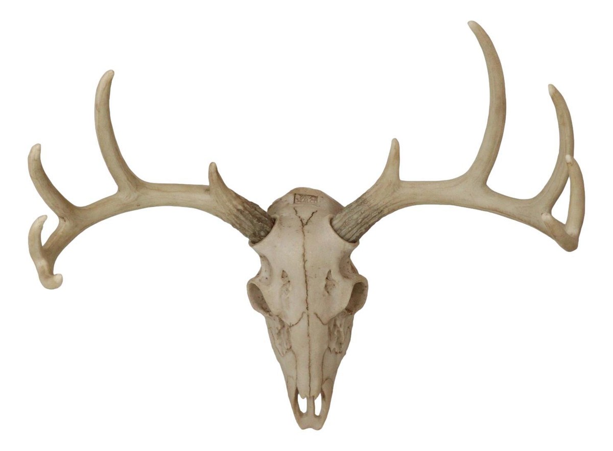 駿*か様 蝦夷鹿hunting trophy(deer skull)2025 s-l1200.jpg