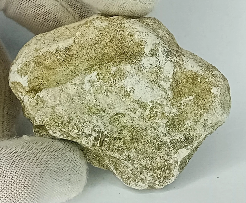 Fossil mit 2 Muschel / Schnecke im Kalkstein | 82,6g | Fossil 67x52x22mm - Bild 4 von 4