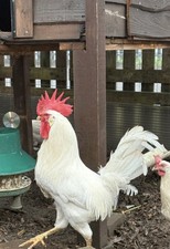 6x CHICKEN eggs Free Range Large Foul🐓