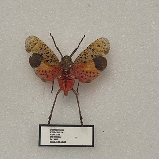 Orange Lantern Fly (Penthicodes pulchella) Bug Insect Specimen Indonesia