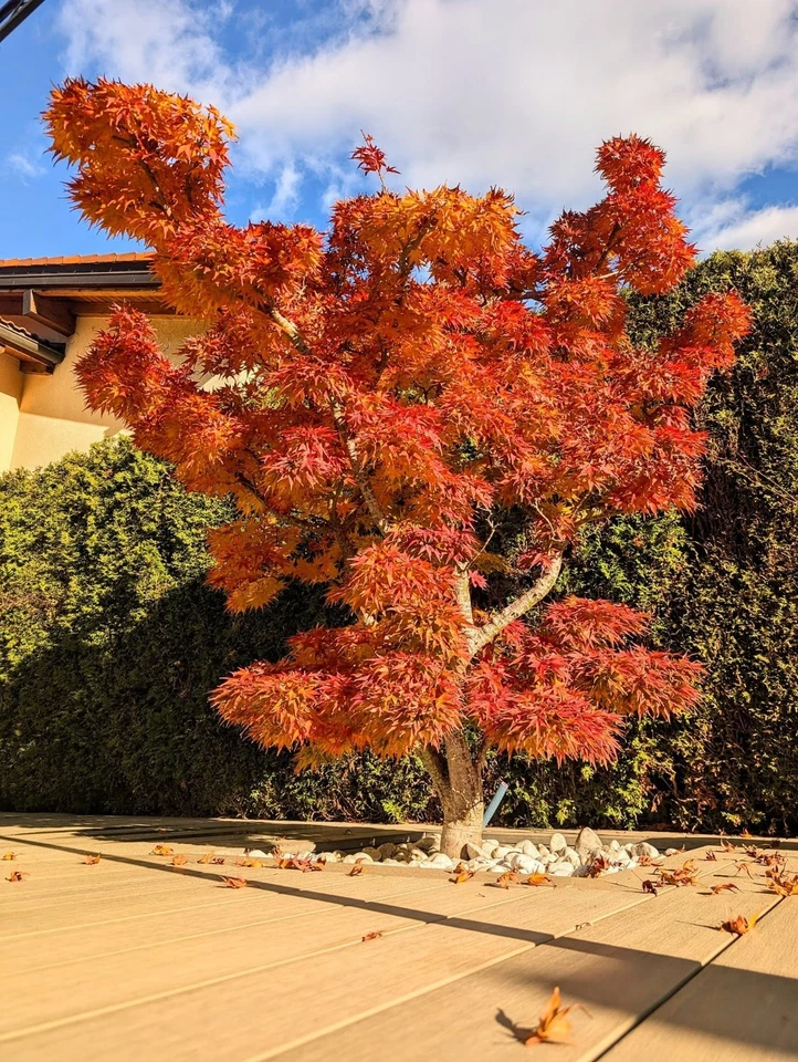 10 semillas de árbol de arce japonés "ENANO" (Mikawa yatsubusa) ÚNICO bonsái de hierba de cáñamo Foto 4 de 4