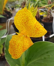 Canna CANNOVA® GOLD LEOPARD / Balisier / Conteneur de 2 à 2.9 litres / Vivace