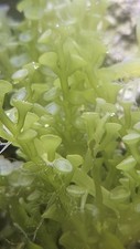 Live Macro Algae: Caulerpa Trumpet 1ft Portion BUY 2 GET 1 FREE