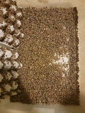 Live Dubia Roaches   10,000 Extra Small 1/4"  3/8" Feeder Insects