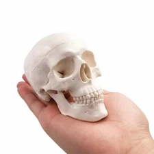 Mini Skull Model Human Medical Anatomical Head Bone Small Size Model US Stock