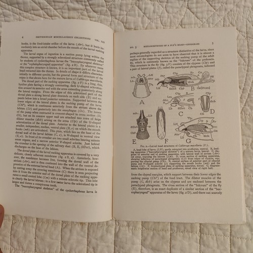 Rare 1953 Fly Metamorphosis Entomology Smithsonian Publication 4133 Volume 122 - 第 4/24 張圖片