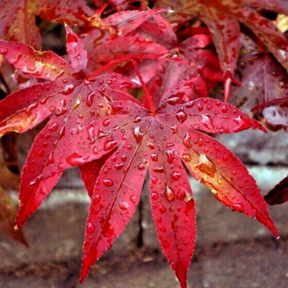 10 DWARF Japanese Red Linear Leaf Maple Tree Seeds Acer Scolopendrifolium Bonsai - Image 3 of 4