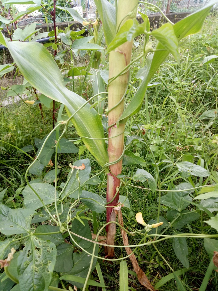 french beans : true breed tropical vegetable seeds - Image 3 of 3